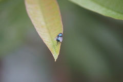 Chrysomya megacephala