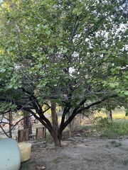 Prunus armeniaca