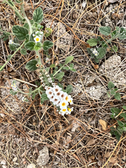 Heliotropium hirsutissimum