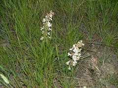 Penstemon albidus