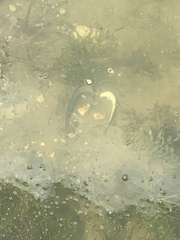 Unionidae