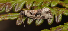 Meritastis