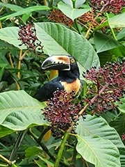 Pteroglossus torquatus