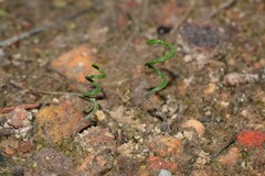 Thelymitra matthewsii