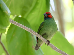 Erythrura pealii