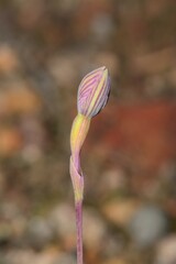 Thelymitra matthewsii