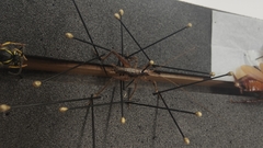 Macropathinae