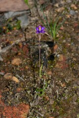 Thelymitra matthewsii