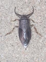 Lethocerus americanus