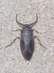 Lethocerus americanus