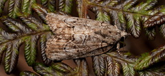 Etanna clopaea