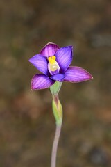 Thelymitra matthewsii