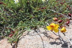 Erythrostemon angulatus