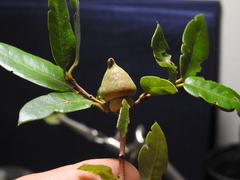 Heteroecus sanctaeclarae