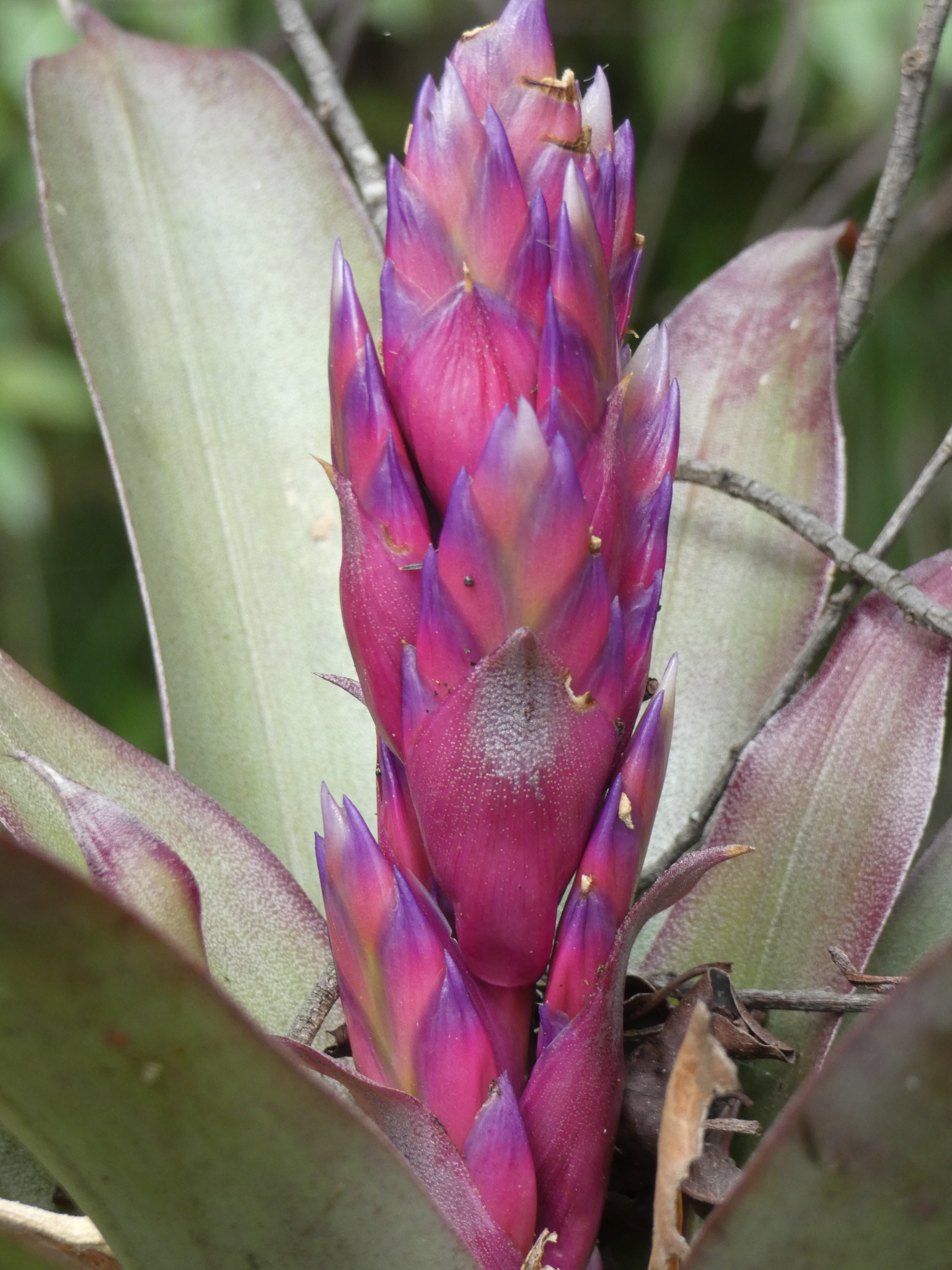 Tillandsia rubroviolacea image