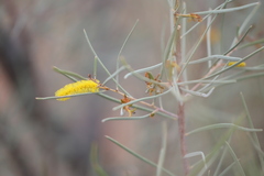 Acacia aneura