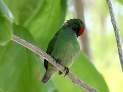 Erythrura pealii