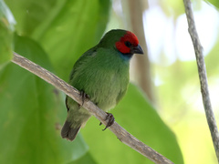 Erythrura pealii