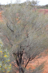 Acacia aneura