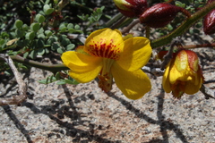 Erythrostemon angulatus