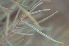 Acacia aneura