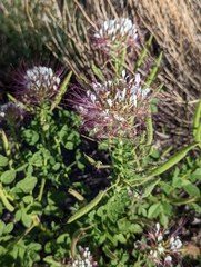 Polanisia dodecandra