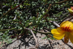 Erythrostemon angulatus