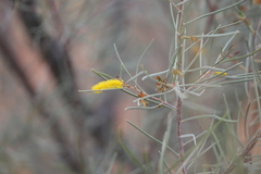 Acacia aneura