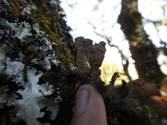 Lobaria