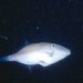 Bluefin Leatherjacket - Photo (c) David Muirhead, some rights reserved (CC BY-NC), uploaded by David Muirhead