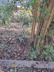 Callithrix jacchus × penicillata