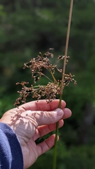 Juncus effusus solutus