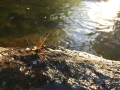 Megarhyssa nortoni