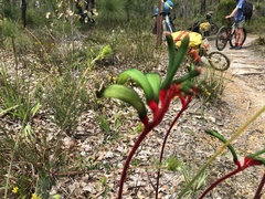 Anigozanthos manglesii