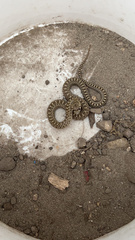 Pituophis catenifer catenifer