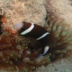 Amphiprion akindynos
