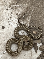 Pituophis catenifer catenifer