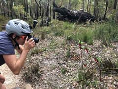 Anigozanthos manglesii