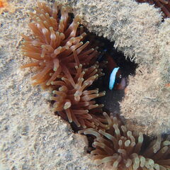 Entacmaea quadricolor