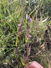 Gentianella amarella