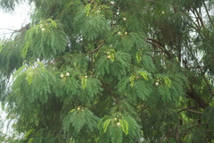 Leucaena leucocephala
