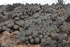 Copiapoa dealbata