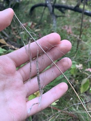 Borodinia canadensis