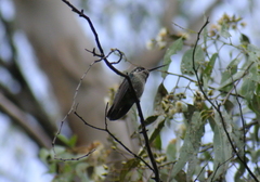 Eugenes fulgens