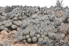 Copiapoa dealbata