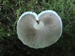 Inocybe dulciolens