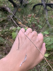 Borodinia canadensis