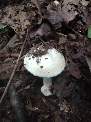 Inocybe dulciolens
