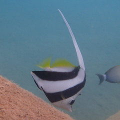 Heniochus acuminatus
