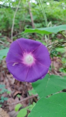 Ipomoea orizabensis